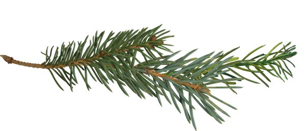 Хвойная веточка
