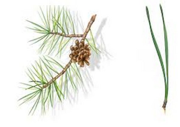 Ветка и Хвоинка сосна обыкновенная