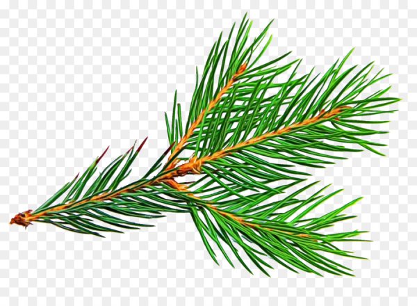 Ветка с иголками