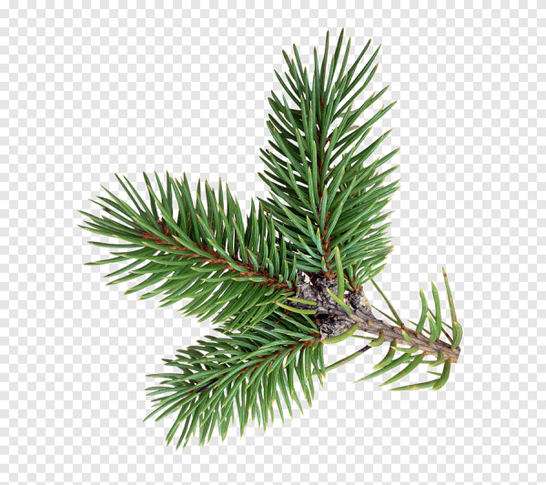 Сосновая ветка