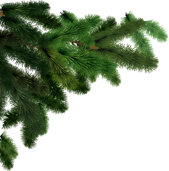 Ветка Еловая