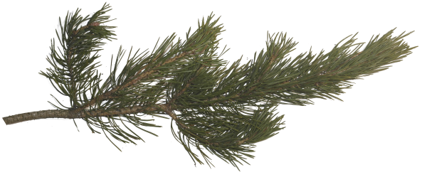 Ветка сосны
