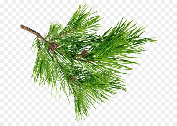 Ветка сосны