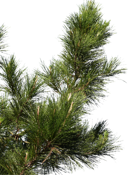 Ветка кедра без фона