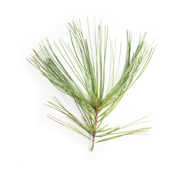 Кедр Сибирский хвоинки