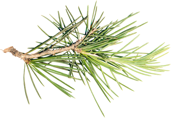 Сосна Кедровая ветка