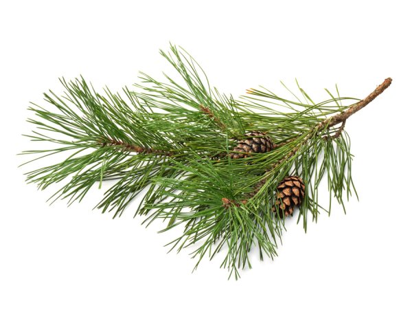 Кедровая ветка на прозрачном фоне