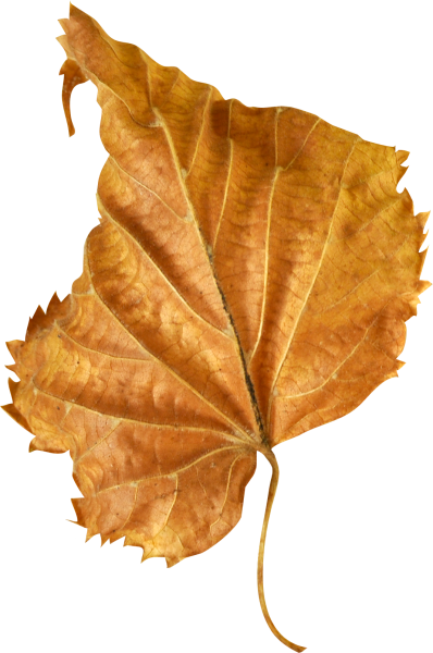 Осенний листок