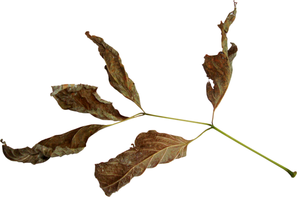 Сухой лист дерева