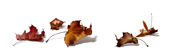 Опавшая листва