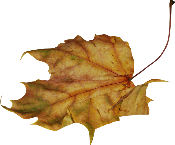 Сухие листья