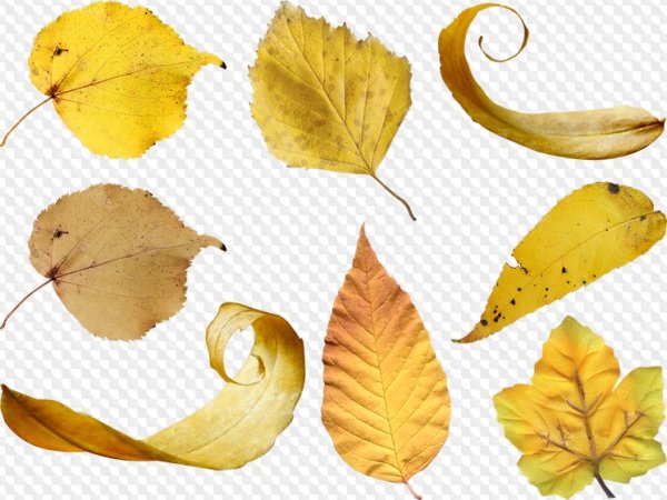 Изогнутый лист дерева