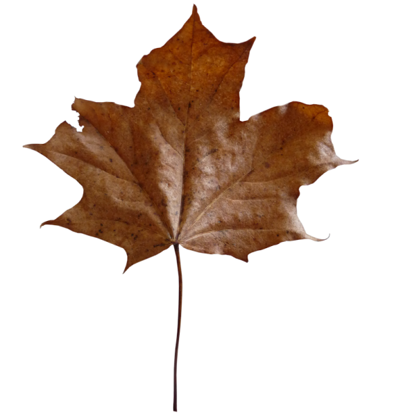 Клен с коричневыми листьями