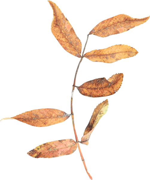 Сухой листик