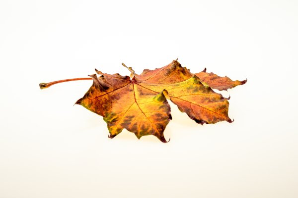 Опавшие листья на белом фоне