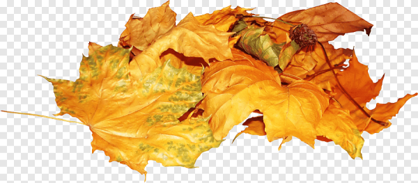 Опавшие листья на прозрачном фоне