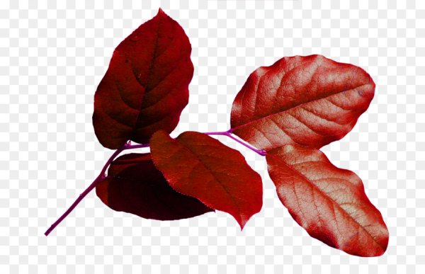 Веточки с красными листьями