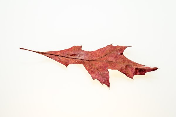 Осенние листья лежат