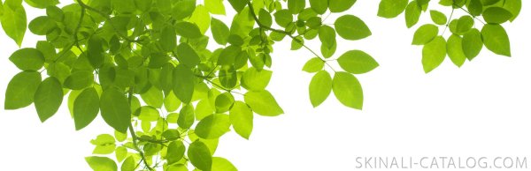 Зеленые листья на белом фоне