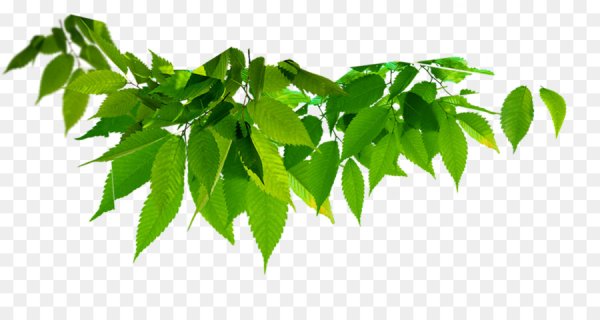 Зеленая ветка