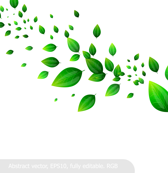 Зеленые листья на прозрачном фоне