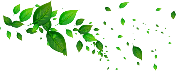 Листья зеленые без фона прозрачные