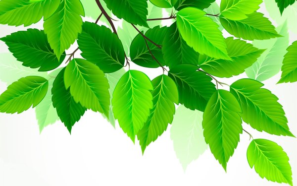 Листья на белом фоне