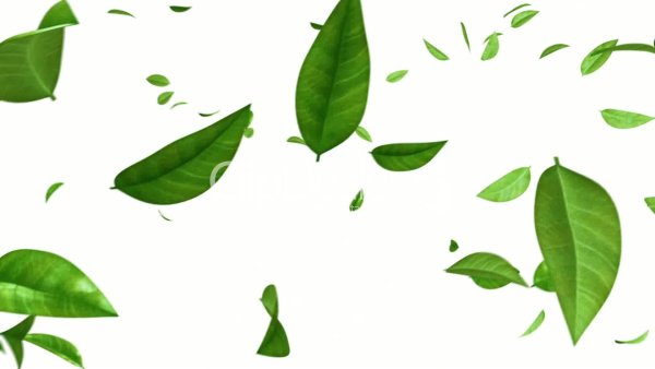 Зеленые листья на прозрачном фоне