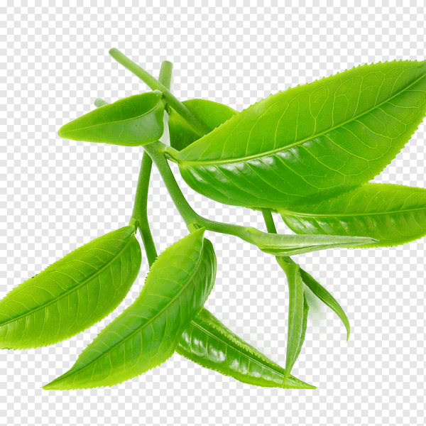 Camellia sinensis Leaf