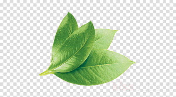 Листочки чайного дерева