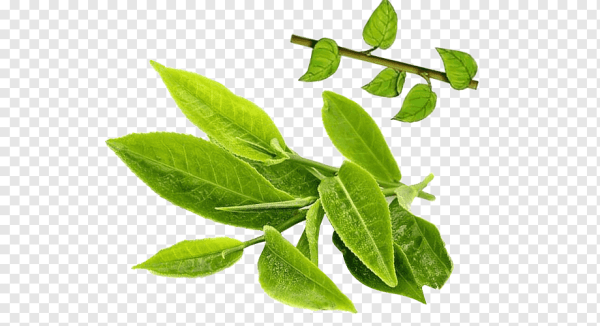 Чайные листья без фона