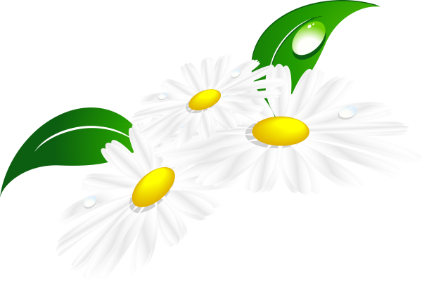 Ромашка для детей на прозрачном фоне