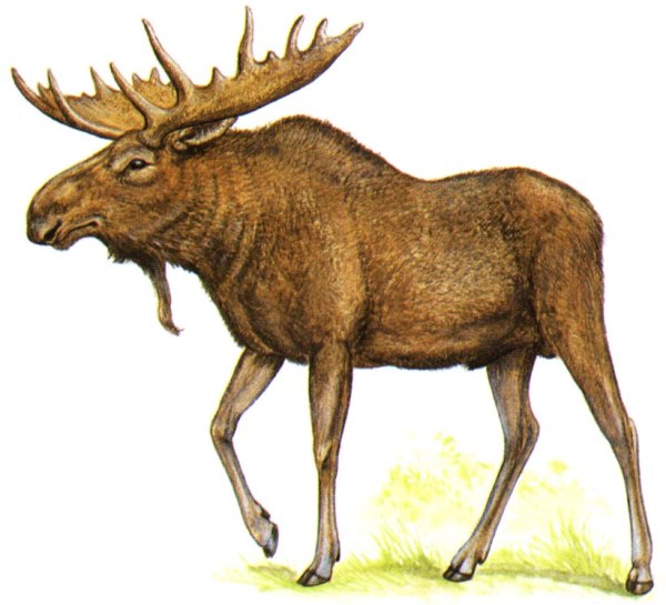 Лосиха на белом фоне