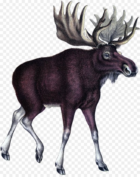 Лось для детей на прозрачном фоне