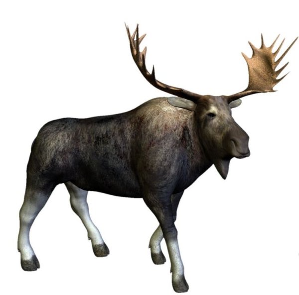 Сохатый на белом фоне