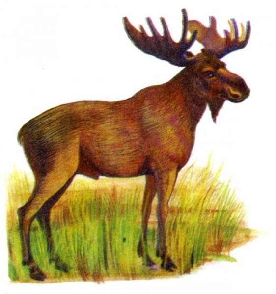 Лось для детей