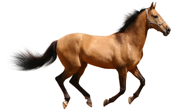 Лошадь без фона
