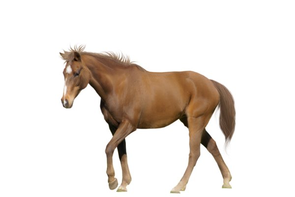 Лошадь на прозрачном фоне