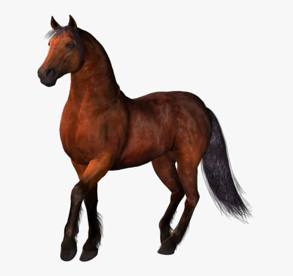 Конь без фона