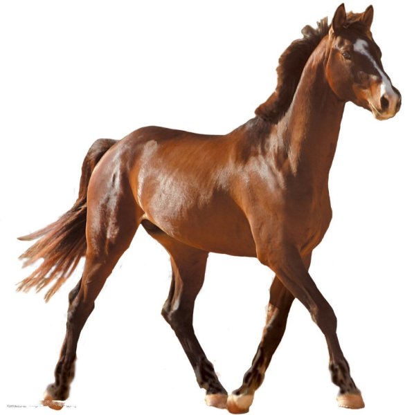 Лошадь на прозрачном фоне
