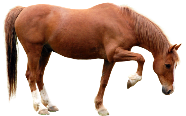 Лошадь на прозрачном фоне