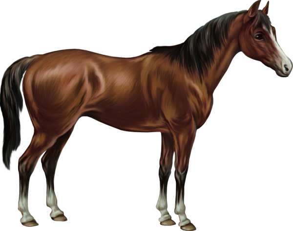 Лошадь на белом фоне