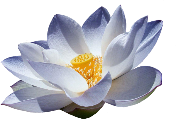 Лотос на белом фоне