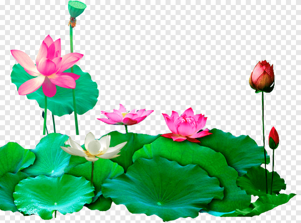 Лотос орехоносный вектор