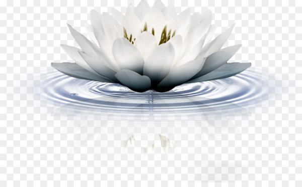 Лилии водяные на прозрачном фоне