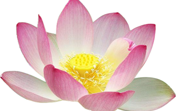 Лотос орехоносный