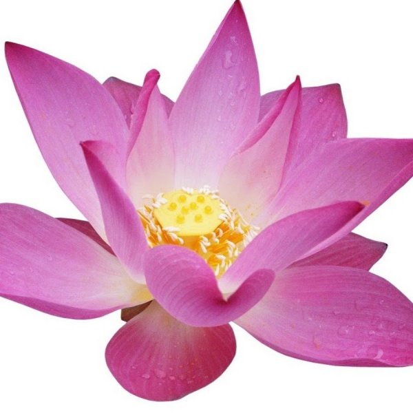 Цветы без фона