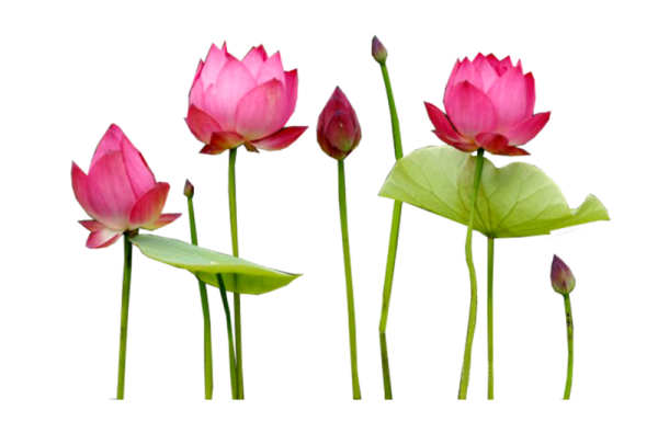 Цветок лотоса на прозрачном фоне