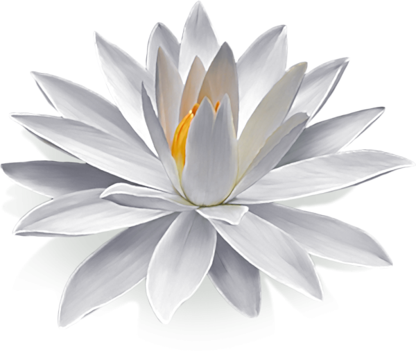 Прозрачный Лотос