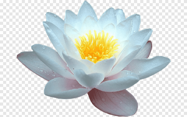 Лилии водяные на прозрачном фоне